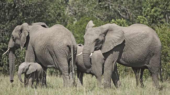 Porini Lion Camp elephants