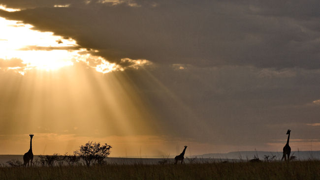 Porini Lion Camp giraffes