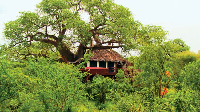 Tarangire Treetops