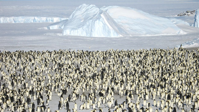 Emperor penguins