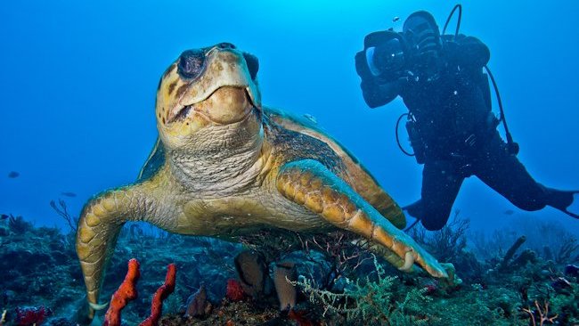 Palm Beach scuba