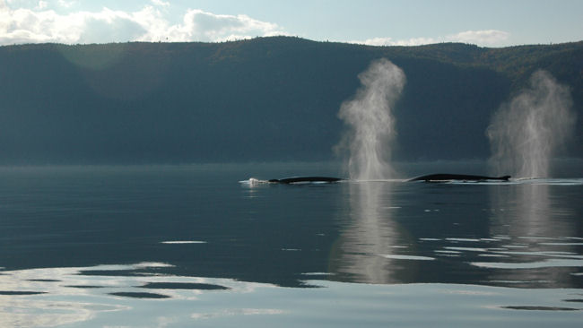 Compagnie du Ponant Le Boreal NE Autumn Cruise