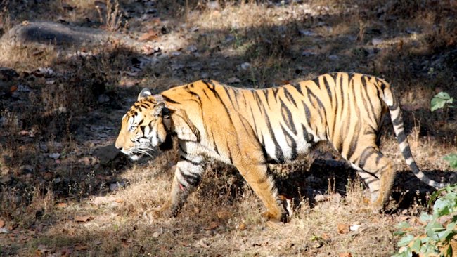 India tiger