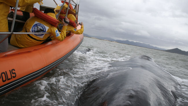 Ponta Dos Ganchos Whale Watching