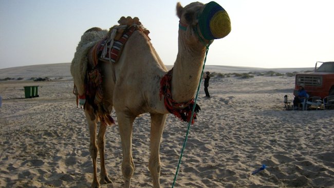 Qatar camel in the desert