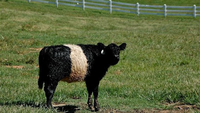 Fearrington House Oreo Cow