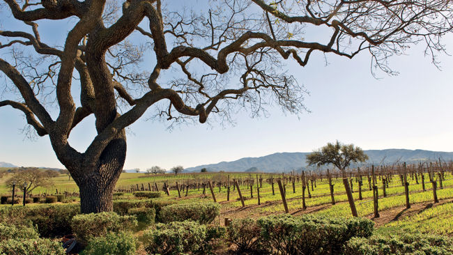 Santa Barbara vineyards